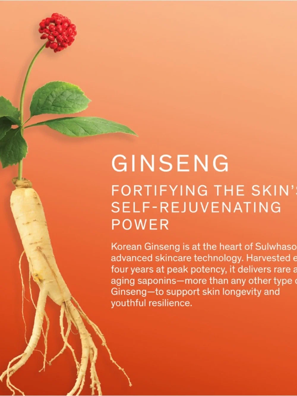 Sulwhasoo Concentrated Ginseng Rejuvenating Cleansing Foam 50g Kbeauty